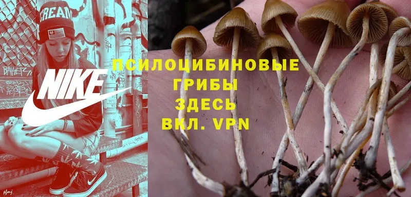 Галлюциногенные грибы Psilocybe Бежецк